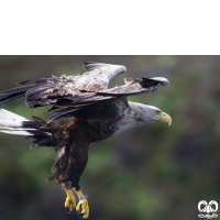 گونه عقاب دریایی دم سفید White tailed Eagle